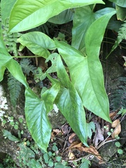 Syngonium
