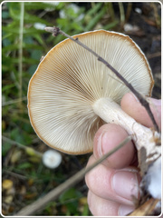 Clitocybe rivulosa