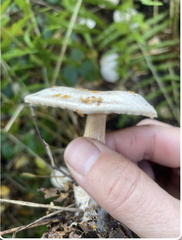 Clitocybe rivulosa