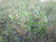 Salix pentandra