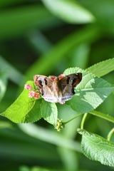 Odontoptilum angulata