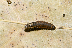 Canephora hirsuta