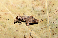 Canephora hirsuta