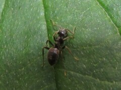 Lasius