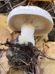 Clitocybe robusta
