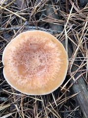 Infundibulicybe gibba