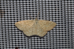 Scopula immorata