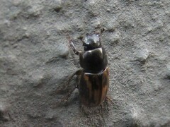 Chilothorax distinctus