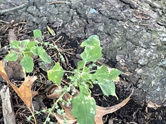 Chenopodium