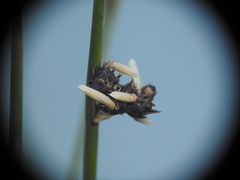 Juncus arcticus