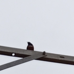 Lamprotornis superbus