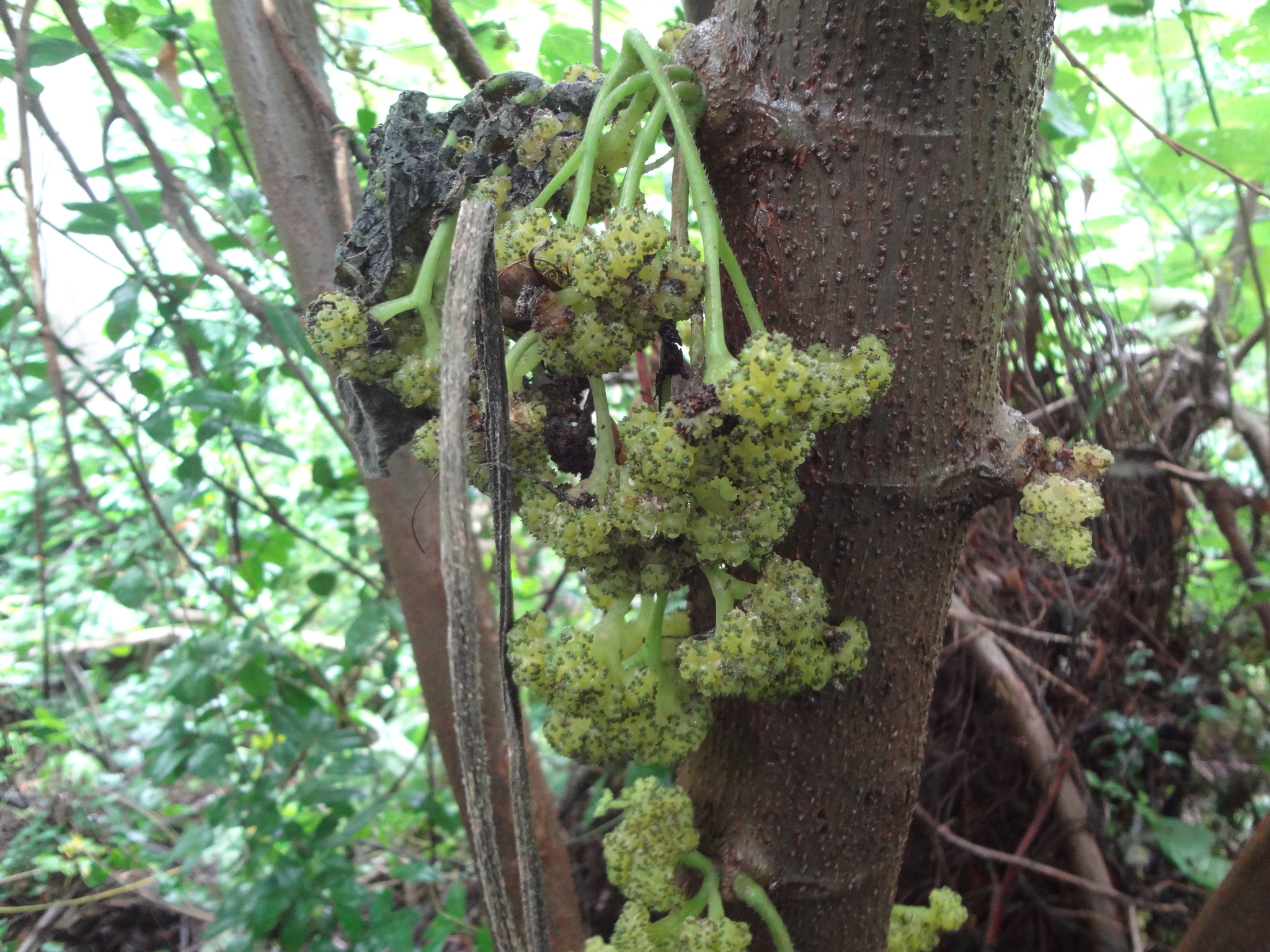 Urera caracasana