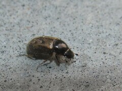 Chilothorax distinctus