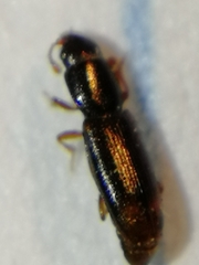 Rhizophagus bipustulatus