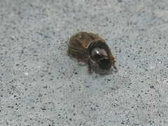 Chilothorax distinctus