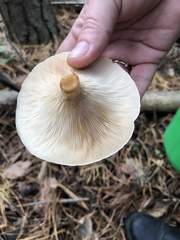 Infundibulicybe gibba