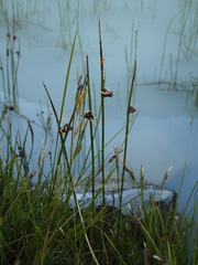 Juncus arcticus