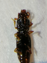 Rhizophagus bipustulatus