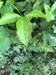 Syngonium