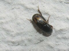 Chilothorax distinctus