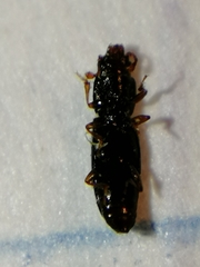 Rhizophagus bipustulatus