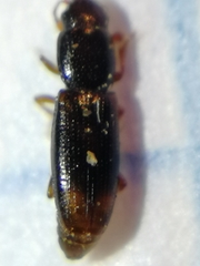 Rhizophagus bipustulatus