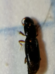 Rhizophagus bipustulatus