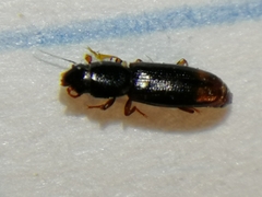 Rhizophagus bipustulatus