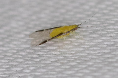 Monellia caryella