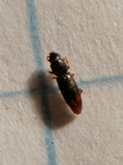 Rhizophagus bipustulatus