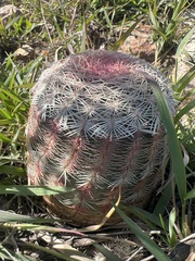 Echinocereus pectinatus pectinatus