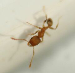 Pheidole bilimeki