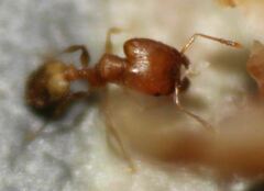 Pheidole bilimeki