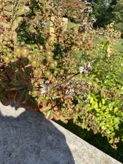 Cotoneaster divaricatus