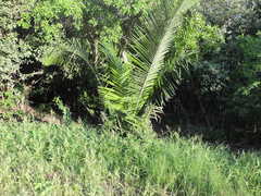 Cocoseae