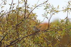 Spizelloides arborea