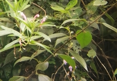 Centropogon cornutus