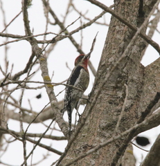 Sphyrapicus ruber × nuchalis