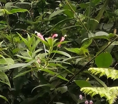 Centropogon cornutus