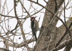 Sphyrapicus ruber × nuchalis