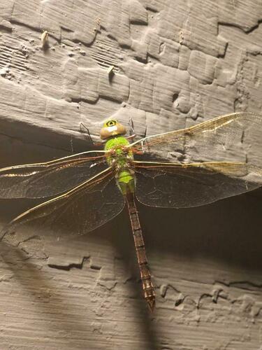 Common Green Darner