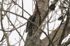 Sphyrapicus ruber × nuchalis