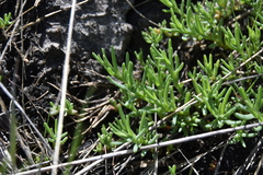 Suaeda calceoliformis