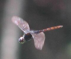 Tauriphila australis