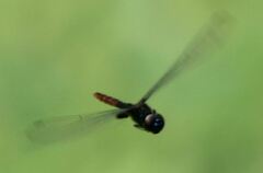 Tauriphila australis
