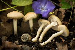 Agrocybe praecox