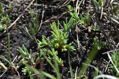 Suaeda calceoliformis