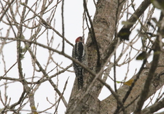 Sphyrapicus ruber × nuchalis