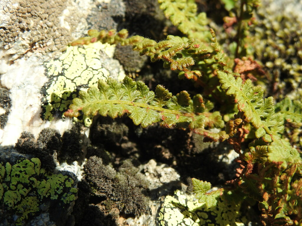 Alpine woodsia (Woodsia alpina)
