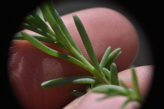 Suaeda calceoliformis